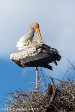 tantale / yellow-billed stork