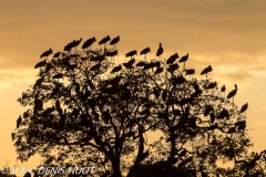 bec-ouvert / open-billed stork