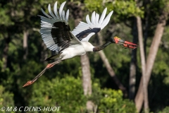 jabiru / saddle-billed stork