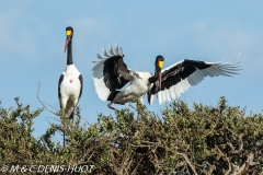 jabiru / saddle-billed stork