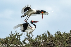 jabiru / saddle-billed stork