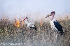 cigogne blanche / white stork