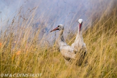 cigogne blanche / white stork