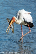 tantale / yellow-billed stork