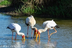 tantale / yellow-billed stork