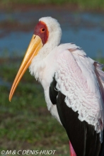 tantale / yellow-billed stork