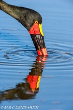 jabiru / saddle-billed Stork