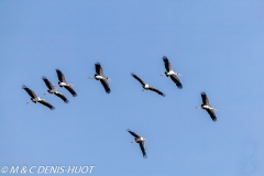 tantale / yellow-billed stork