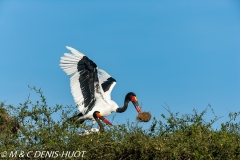 jabiru / saddle-billed stork