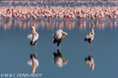 tantale / yellow-billed stork