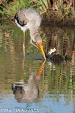 tantale / yellow-billed stork