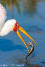 tantale / yellow-billed stork