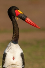 jabiru / saddle-billed stork