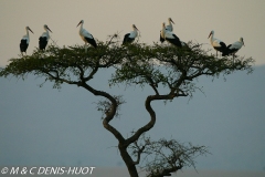 cigogne blanche / white stork