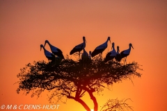 cigogne blanche / white stork