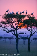 cigogne blanche / white stork