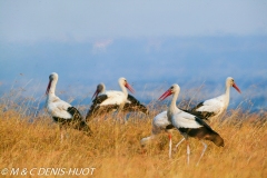 cigogne blanche / white stork