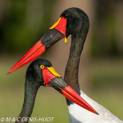 jabiru / saddle-billed stork