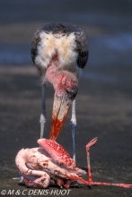 marabout / marabou stork