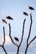 marabou stork