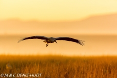 cigogne blanche / white stork