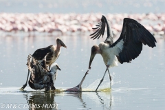 marabout / marabou stork