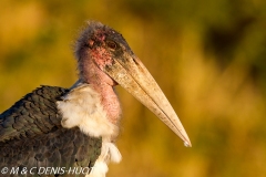 marabout / marabou stork