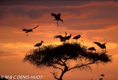 marabout / marabou stork