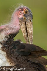 marabout / marabou stork