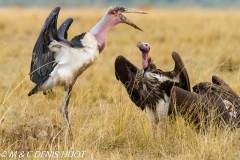 marabout / marabou stork