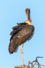 marabout / marabou stork