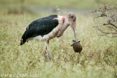 marabout / marabou stork