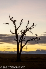 marabout / marabou stork