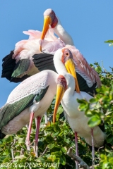 tantale / yellow-billed stork