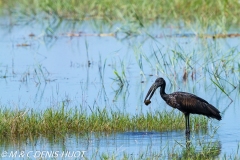 bec-ouvert / open-billed stork