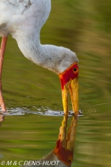 tantale / yellow-billed stork