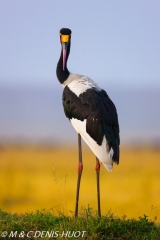 jabiru / saddle-billed stork