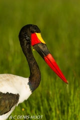 jabiru / saddle-billed stork