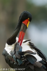 jabiru / saddle-billed stork