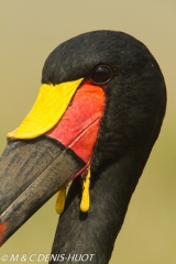 jabiru / saddle-billed stork