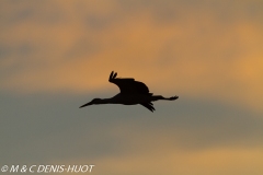 cigogne blanche / white stork