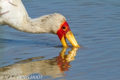 tantale / yellow-billed stork