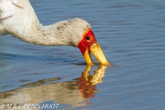 tantale / yellow-billed stork