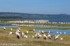 tantale / yellow-billed stork