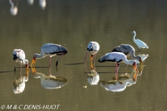 tantale / yellow-billed stork