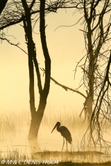 tantale / yellow-billed stork