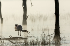 tantale / yellow-billed stork