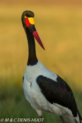 jabiru / saddle-billed stork