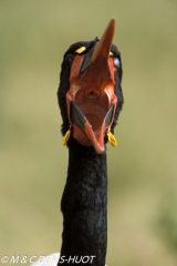 jabiru / saddle-billed stork