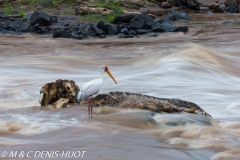 tantale / yellow-billed stork